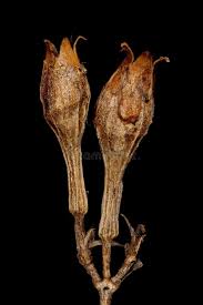 Attēlu rezultāti vaicājumam “Silene chalcedonica fruit”