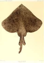 Image result for Raja brachyura