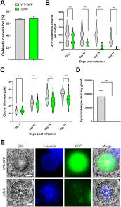 Attēlu rezultāti vaicājumam “Diachea muscorum plasmodium”