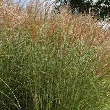 Image result for Miscanthus sinensis Zebrina