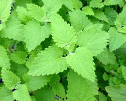 Image result for Nepeta cataria