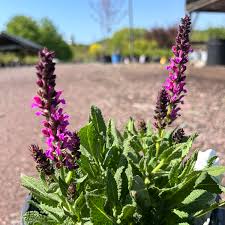 Image result for Salvia nemorosa
