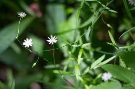 Attēlu rezultāti vaicājumam “Stellaria longifolia leaf”