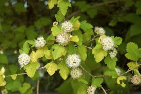 Attēlu rezultāti vaicājumam “Physocarpus opulifolius”