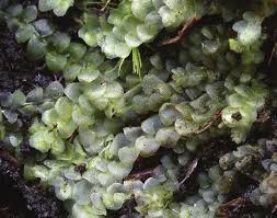 Attēlu rezultāti vaicājumam “Calypogeia muelleriana”