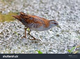 Image result for Porzana pusilla