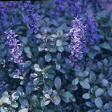 Image result for Ajuga reptans