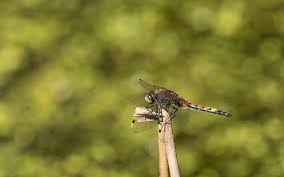 Attēlu rezultāti vaicājumam “Leucorrhinia pectoralis”