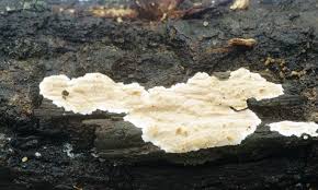 Attēlu rezultāti vaicājumam “Laurilia sulcata”