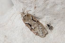 Attēlu rezultāti vaicājumam “Semioscopis oculella”