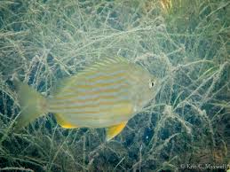 Image result for Archosargus rhomboidalis