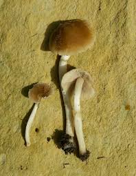 Attēlu rezultāti vaicājumam “Badhamia lilacina young”