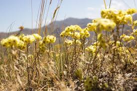 Attēlu rezultāti vaicājumam “Helichrysum arenarium flower”