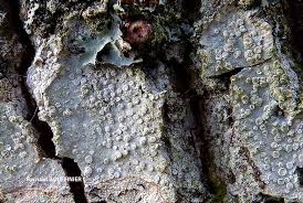 Attēlu rezultāti vaicājumam “Lecanora albella”