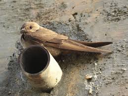 Image result for Ptyonoprogne rupestris