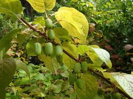 Attēlu rezultāti vaicājumam “Actinidia kolomikta fruit”