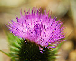 Attēlu rezultāti vaicājumam “Cirsium vulgare flower”