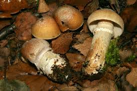 Attēlu rezultāti vaicājumam “Rozites caperata”