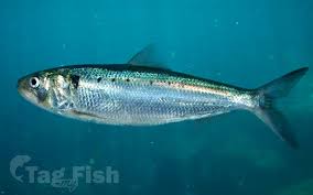Image result for Alosa chrysochloris