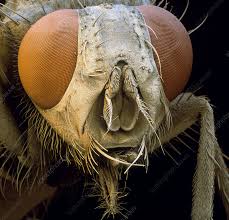 Attēlu rezultāti vaicājumam “Musca domestica”