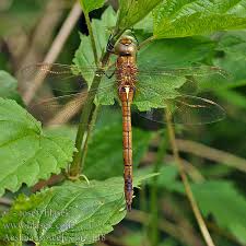 Attēlu rezultāti vaicājumam “Aeshna isoceles”