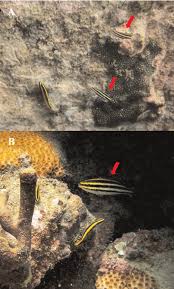 Image result for Scarus zelindae