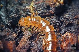 Attēlu rezultāti vaicājumam “Lithobius forficatus”