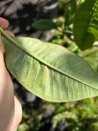 Attēlu rezultāti vaicājumam “Coleosporium sp.”