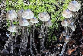 Attēlu rezultāti vaicājumam “Diderma subincarnatum”