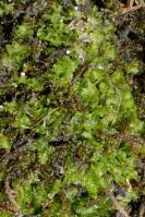 Attēlu rezultāti vaicājumam “Moerckia hibernica”