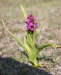 Attēlu rezultāti vaicājumam “Dactylorhiza ochroleuca bud”