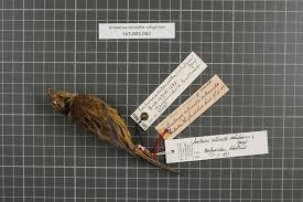 Attēlu rezultāti vaicājumam “Emberiza citrinella adult”