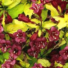 Attēlu rezultāti vaicājumam “Weigela praecox”