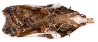 Attēlu rezultāti vaicājumam “Acleris cristana”