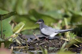 Attēlu rezultāti vaicājumam “Chlidonias niger”