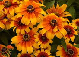 Attēlu rezultāti vaicājumam “Rudbeckia hirta var. hirta leaf”