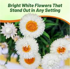 Image result for Helichrysum lindleyii