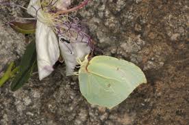 Attēlu rezultāti vaicājumam “Gonepteryx rhamni female”