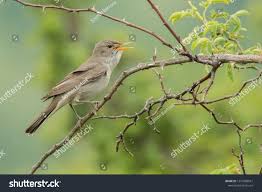 Image result for Hippolais olivetorum