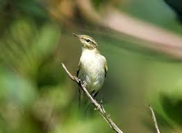 Image result for Phylloscopus borealis