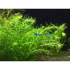 「水蘊草」的圖片搜尋結果