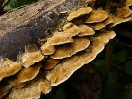 Attēlu rezultāti vaicājumam “Coriolopsis trogii”