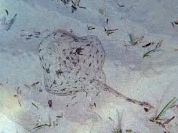 Image result for Raja radula