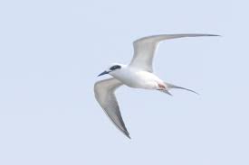 Image result for Sterna forsteri