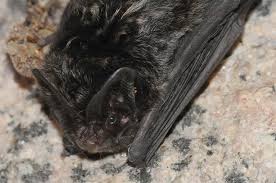 Attēlu rezultāti vaicājumam “Barbastella barbastellus”