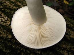 Attēlu rezultāti vaicājumam “Hypsizygus ulmarius”