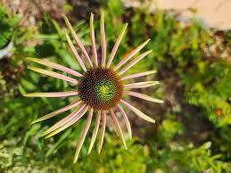 Attēlu rezultāti vaicājumam “Echinacea purpurea bud”