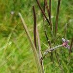 Attēlu rezultāti vaicājumam “Epilobium palustre fruit”