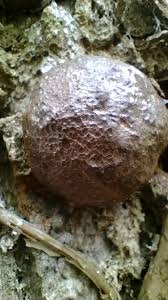 Attēlu rezultāti vaicājumam “Reticularia lycoperdon spores”