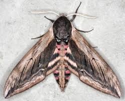 Attēlu rezultāti vaicājumam “Sphinx ligustri”